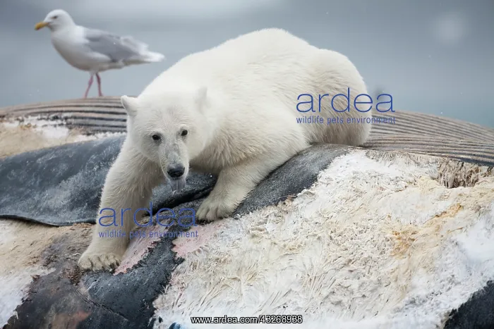 : Norway, Svalbard, Spitsbergen Island, Polar : Norway, Svalbard, Spitsbergen Island, Polar