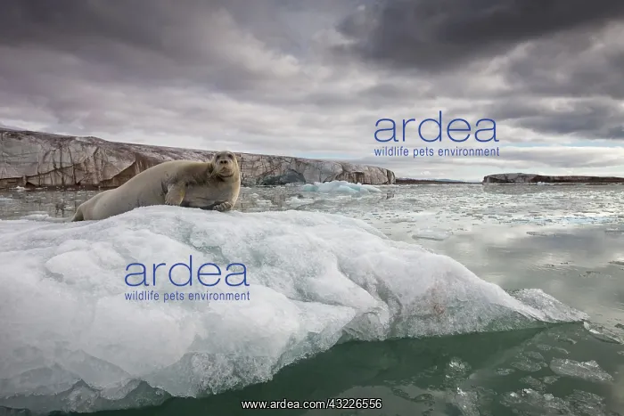 : Norway, Svalbard, Spitsbergen Island, Portrait : Norway, Svalbard, Spitsbergen Island, Portrait