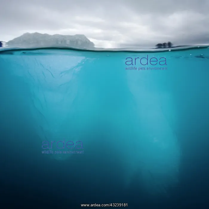 : Norway, Svalbard, Spitsbergen, Underwater : Norway, Svalbard, Spitsbergen, Underwater