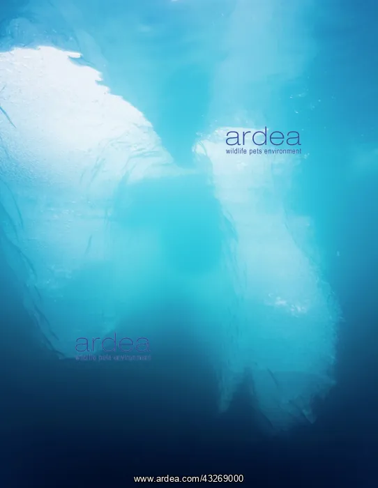 : Norway, Svalbard, Spitsbergen, Underwater : Norway, Svalbard, Spitsbergen, Underwater