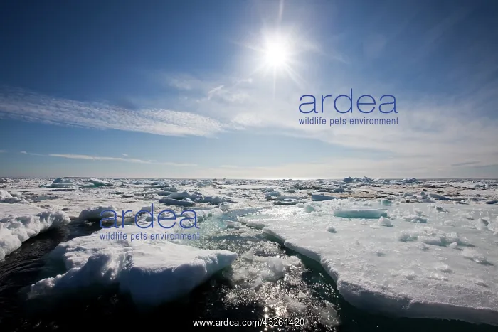 : Norway, Svalbard, Storfjorden Fjord, Floating : Norway, Svalbard, Storfjorden Fjord, Floating