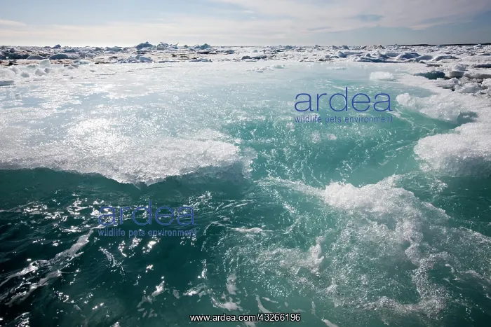 : Norway, Svalbard, Storfjorden Fjord, Waves : Norway, Svalbard, Storfjorden Fjord, Waves