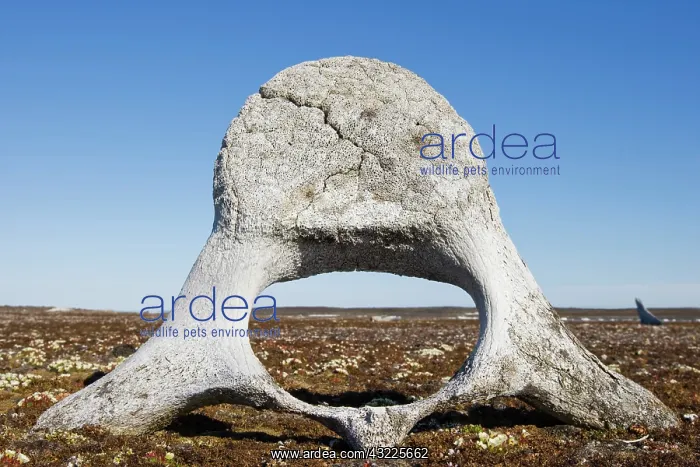 : Norway, Svalbard, Storfjorden Fjord, Whale : Norway, Svalbard, Storfjorden Fjord, Whale