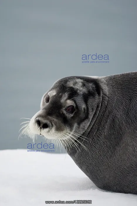: Norway, Svalbard, Tiholmane Islands, Bearded : Norway, Svalbard, Tiholmane Islands, Bearded