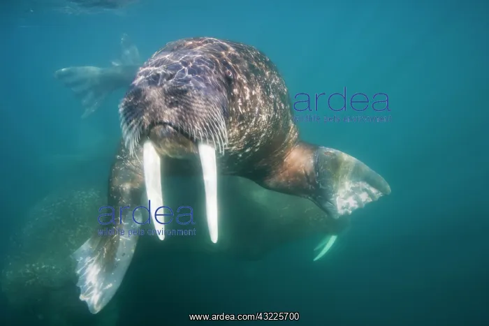 : Norway, Svalbard, Tiholmane Islands, Underwater : Norway, Svalbard, Tiholmane Islands, Underwater