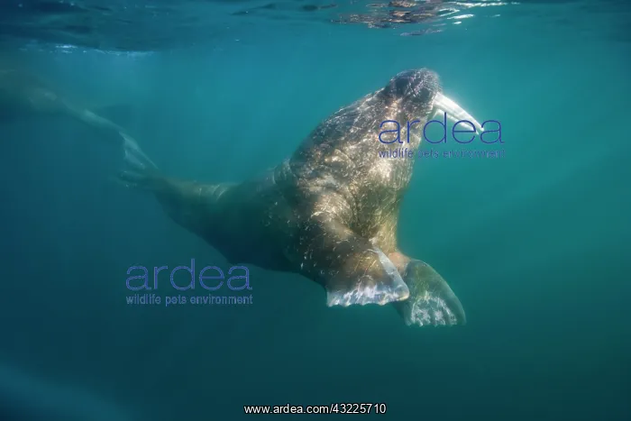 : Norway, Svalbard, Tiholmane Islands, Underwater : Norway, Svalbard, Tiholmane Islands, Underwater