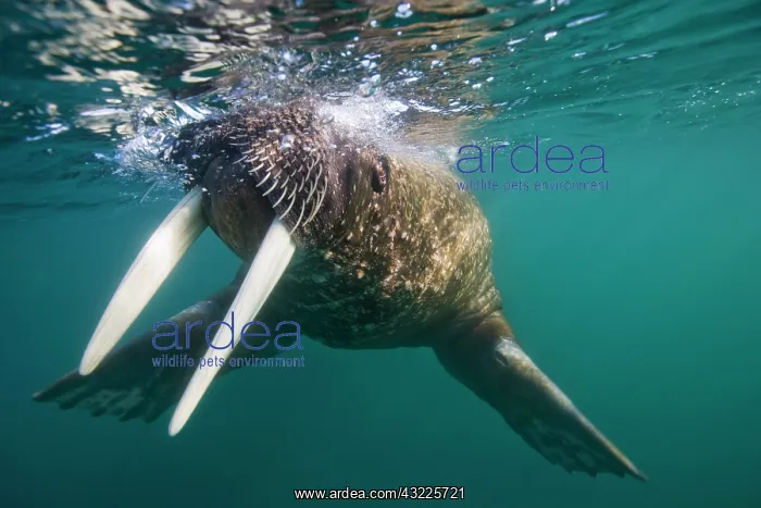 : Norway, Svalbard, Tiholmane Islands, Underwater : Norway, Svalbard, Tiholmane Islands, Underwater