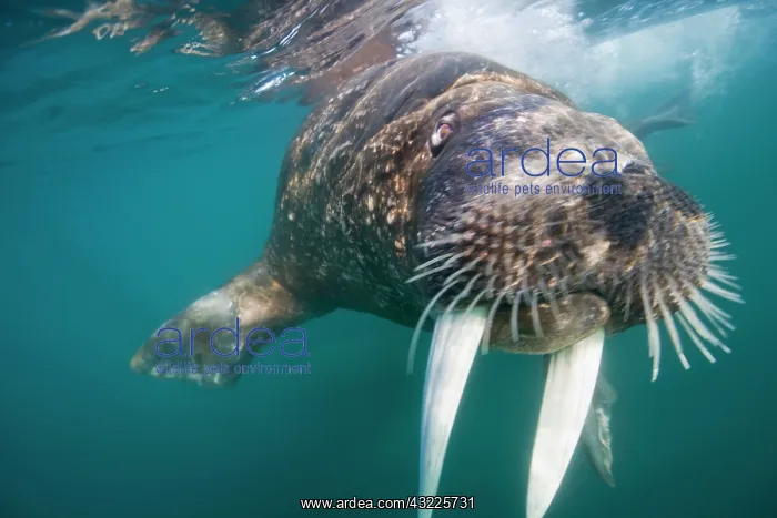 : Norway, Svalbard, Tiholmane Islands, Underwater : Norway, Svalbard, Tiholmane Islands, Underwater