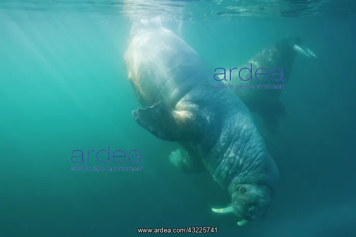 : Norway, Svalbard, Tiholmane Islands, Underwater : Norway, Svalbard, Tiholmane Islands, Underwater
