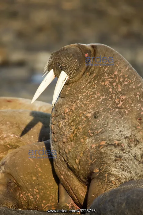 : Norway, Svalbard, Tiholmane Islands, Walrus : Norway, Svalbard, Tiholmane Islands, Walrus