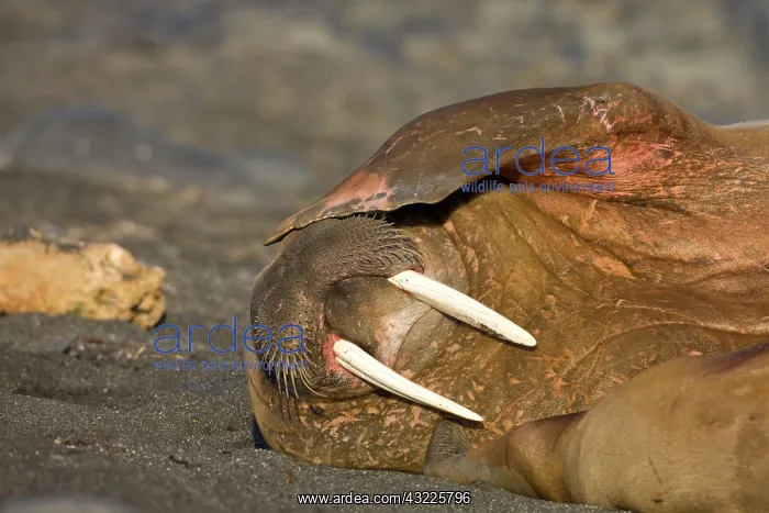 : Norway, Svalbard, Tiholmane Islands, Walrus : Norway, Svalbard, Tiholmane Islands, Walrus