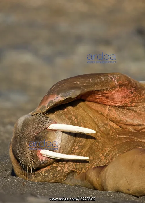 : Norway, Svalbard, Tiholmane Islands, Walrus : Norway, Svalbard, Tiholmane Islands, Walrus