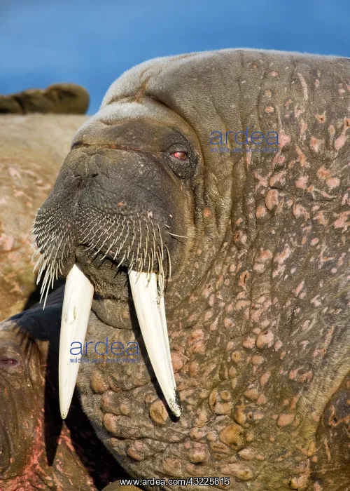 : Norway, Svalbard, Tiholmane Islands, Walrus : Norway, Svalbard, Tiholmane Islands, Walrus