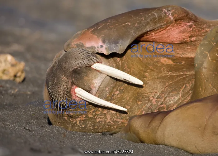 : Norway, Svalbard, Tiholmane Islands, Walrus : Norway, Svalbard, Tiholmane Islands, Walrus