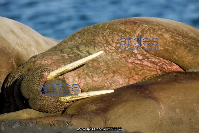 : Norway, Svalbard, Tiholmane Islands, Walrus : Norway, Svalbard, Tiholmane Islands, Walrus