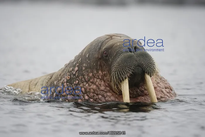 : Norway, Svalbard, Tiholmane Islands, Walrus : Norway, Svalbard, Tiholmane Islands, Walrus