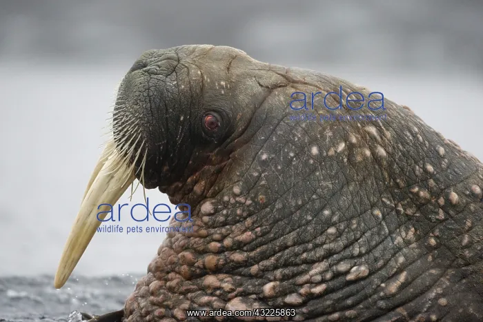 : Norway, Svalbard, Tiholmane Islands, Walrus : Norway, Svalbard, Tiholmane Islands, Walrus