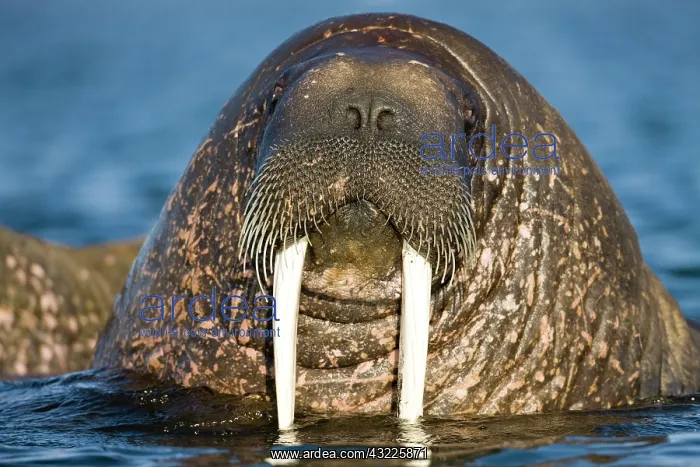 : Norway, Svalbard, Tiholmane Islands, Walrus : Norway, Svalbard, Tiholmane Islands, Walrus