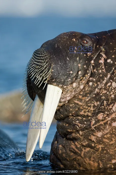 : Norway, Svalbard, Tiholmane Islands, Walrus : Norway, Svalbard, Tiholmane Islands, Walrus