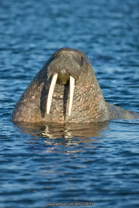 : Norway, Svalbard, Tiholmane Islands, Walrus : Norway, Svalbard, Tiholmane Islands, Walrus