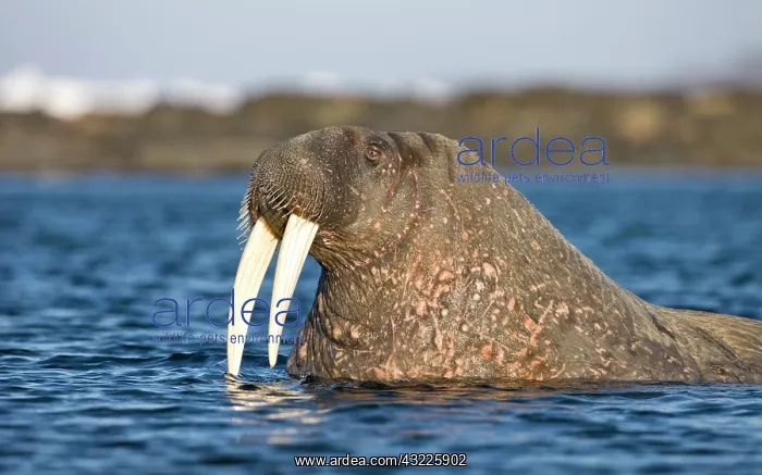 : Norway, Svalbard, Tiholmane Islands, Walrus : Norway, Svalbard, Tiholmane Islands, Walrus