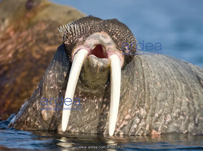 : Norway, Svalbard, Tiholmane Islands, Walrus : Norway, Svalbard, Tiholmane Islands, Walrus