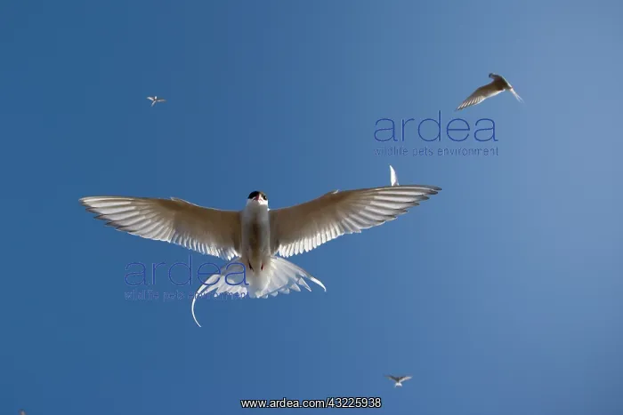 : Norway, Svalbard, Tusenoyane Islands, Arctic : Norway, Svalbard, Tusenoyane Islands, Arctic