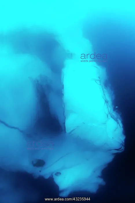 : Norway, Svalbard, Underwater view of glacial : Norway, Svalbard, Underwater view of glacial