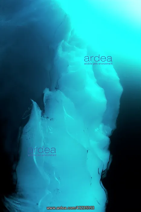 : Norway, Svalbard, Underwater view of glacial : Norway, Svalbard, Underwater view of glacial