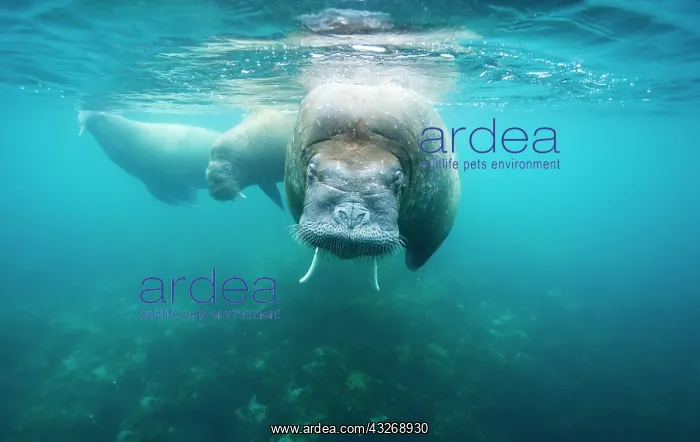  : Norway, Svalbard, Underwater view of Walrus