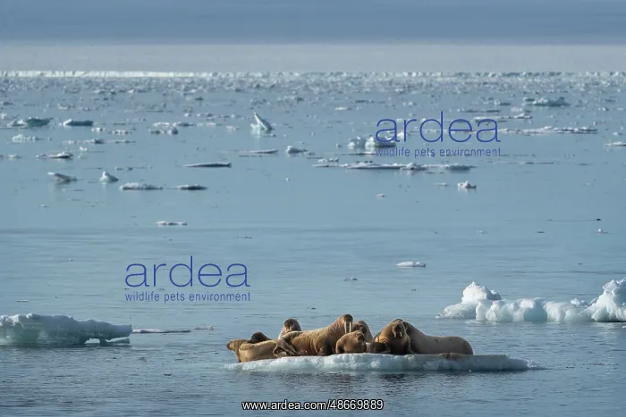 : Norway, Svalbard. Walrus pod in Arctic Ocean. ic Don Grall / : Norway, Svalbard. Walrus pod in Arctic Ocean. ic Don Grall /