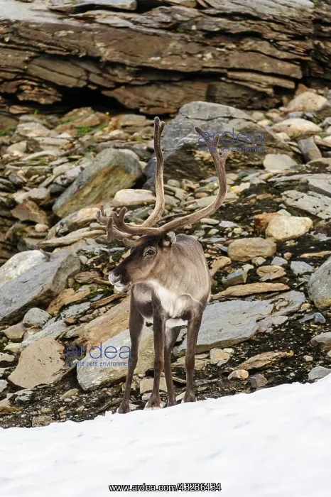 : Norway, Troms. Male Reindeer (Rangifer tarandus) : Norway, Troms. Male Reindeer (Rangifer tarandus)