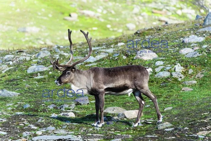 : Norway, Troms. Male Reindeer (Rangifer tarandus) : Norway, Troms. Male Reindeer (Rangifer tarandus)