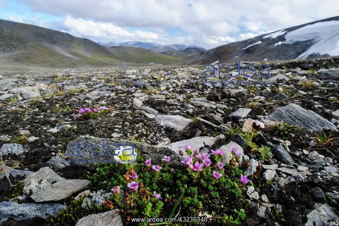 : Norway, Troms. Purple Mountain Saxifrage : Norway, Troms. Purple Mountain Saxifrage