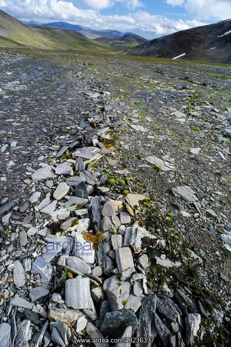 : Norway, Troms. Stone stripes a permafrost : Norway, Troms. Stone stripes a permafrost