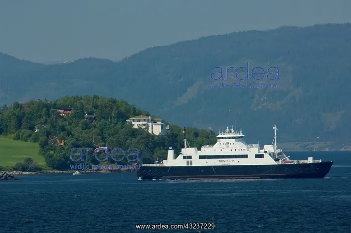 : Norway, Trondheimsforden, Trondheim. Coastal : Norway, Trondheimsforden, Trondheim. Coastal