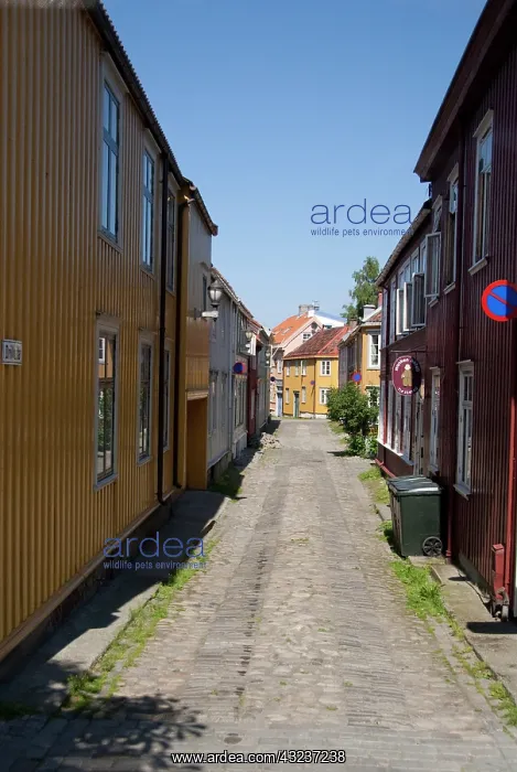 : Norway, Trondheimsforden, Trondheim. Norway's : Norway, Trondheimsforden, Trondheim. Norway's