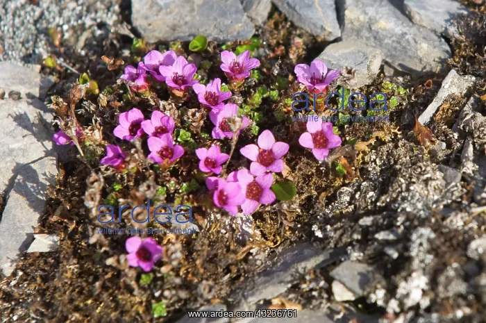 : Norway. Tundra flowers Svalbard Archipelago : Norway. Tundra flowers Svalbard Archipelago