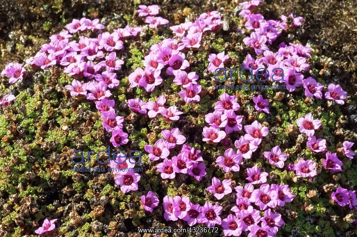 : Norway. Tundra flowers Svalbard Archipelago : Norway. Tundra flowers Svalbard Archipelago