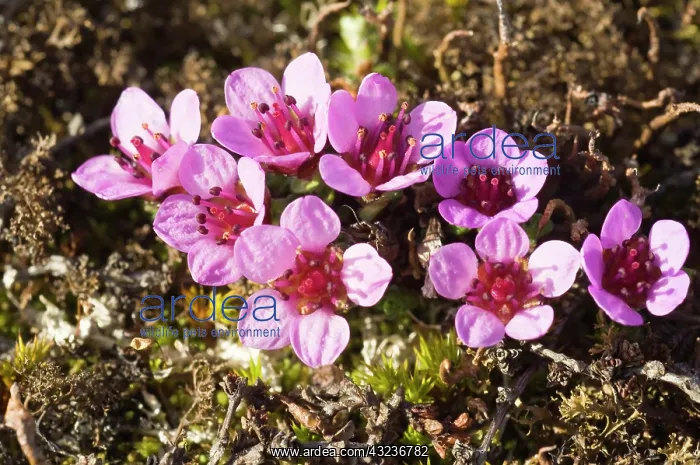 : Norway. Tundra flowers Svalbard Archipelago : Norway. Tundra flowers Svalbard Archipelago