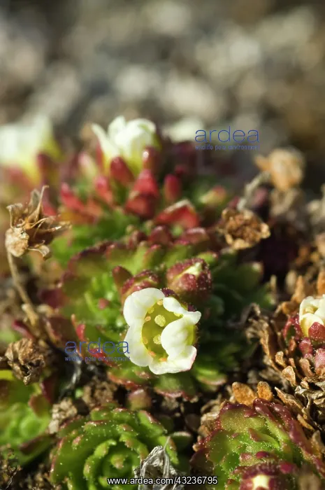 : Norway. Tundra flowers Svalbard Archipelago : Norway. Tundra flowers Svalbard Archipelago