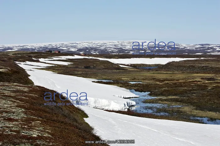 : Norway - tundra landscape at edge of Varanger Fjord : Norway - tundra landscape at edge of Varanger Fjord