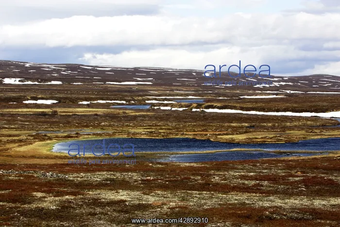 : Norway - tundra landscape at edge of Varanger Fjord : Norway - tundra landscape at edge of Varanger Fjord