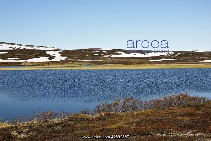 : Norway - turndra landscape at edge of Varanger Fjord : Norway - turndra landscape at edge of Varanger Fjord