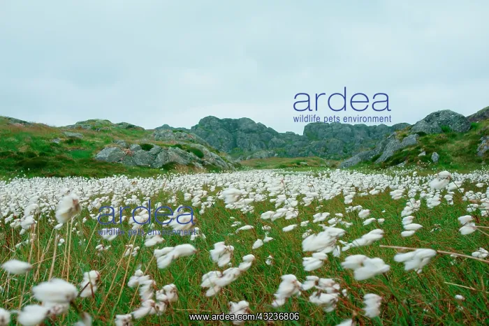 : Norway, Utsira Island, cottongrass : Norway, Utsira Island, cottongrass