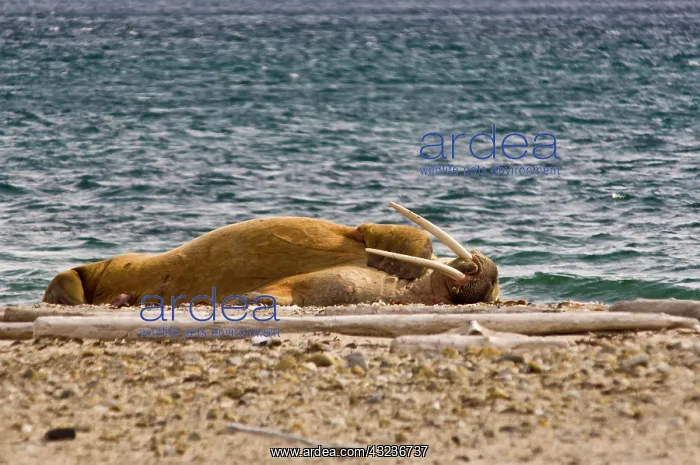 : Norway. Walrus on Amsterdamoya (Amsterdam : Norway. Walrus on Amsterdamoya (Amsterdam