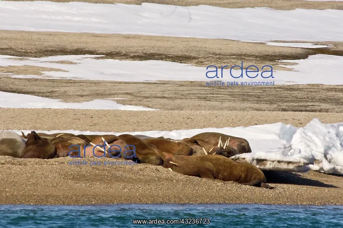 : Norway. Walrus on Torellneset Island Nordaustlandet : Norway. Walrus on Torellneset Island Nordaustlandet