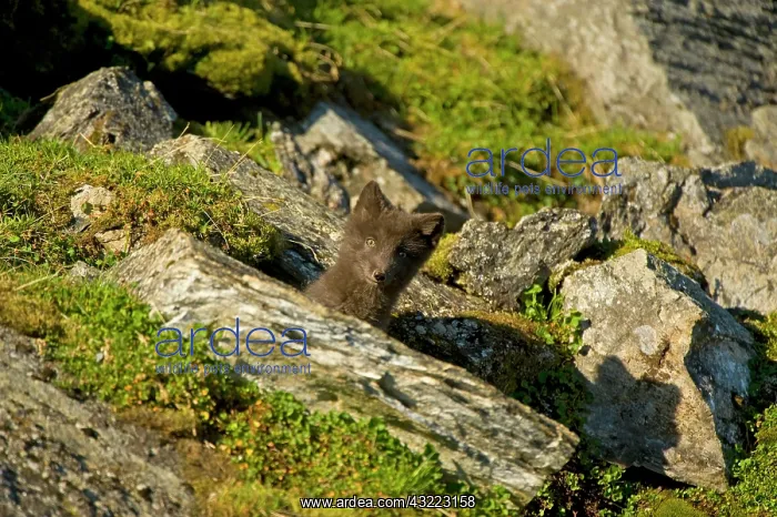 : Norway, western Spitsbergen. Arctic fox : Norway, western Spitsbergen. Arctic fox
