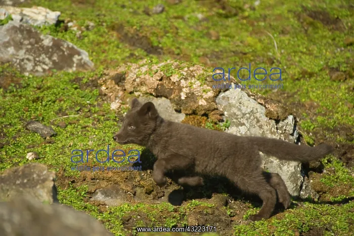 : Norway, western Spitsbergen. Arctic fox : Norway, western Spitsbergen. Arctic fox