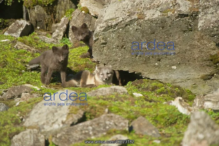: Norway, western Spitsbergen. Arctic fox : Norway, western Spitsbergen. Arctic fox